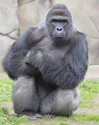 HARAMBE